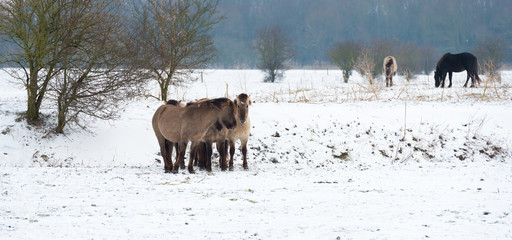 Herd of Konik horses in the snow in winter © Naj