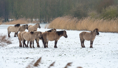 Herd of Konik horses in the snow in winter © Naj
