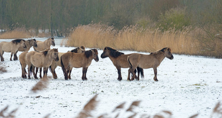 Herd of Konik horses in the snow in winter