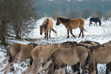 Herd of Konik horses in the snow in winter