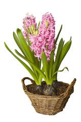 Hyacinth flower bulbs in wicker basket isolated
