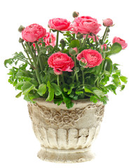 beautiful pink ranunculus plant in vintage pot
