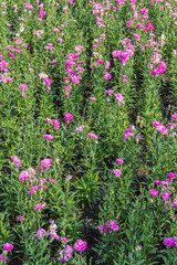 Fototapeta premium Pink Carnation garden