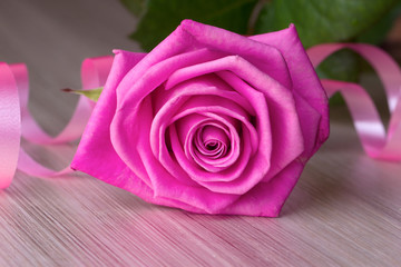 Pink rose with serpentine