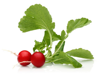 fresh radish