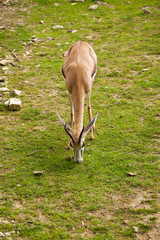 gazelle