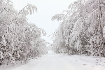White country winter road with trees covered with snow