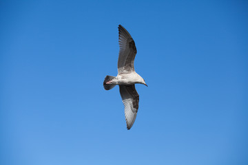 seagull in flight