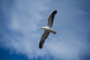 seagull in flight