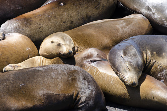 foche al Pier 39  a San Francisco in California