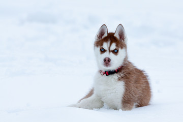 Little husky with blue eyes sitting in the snow © Lamarinx