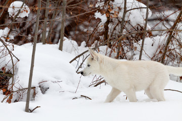 Little white husky walking in the snow near bushes