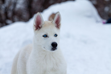 Obraz na płótnie Canvas Mały biały husky z niebieskimi oczami na śniegu
