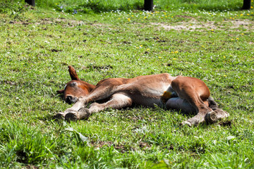 foal lying in the grass