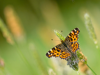 Butterfly Warming its Wings in the Sun