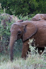 Eléphant d'Afrique 