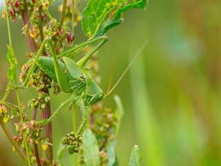 Great Green Bush-Cricket