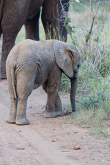 Eléphant d'Afrique