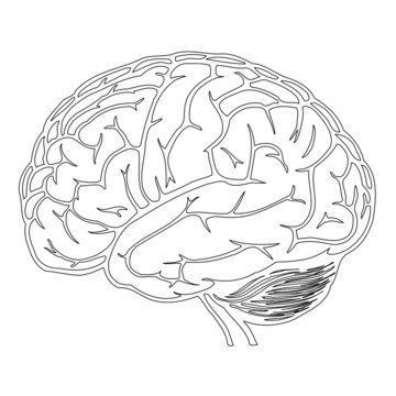 model of human brain. vector illustration