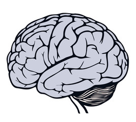 vector human brain model