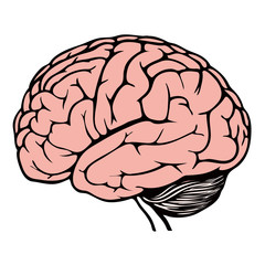 human brain model sketch