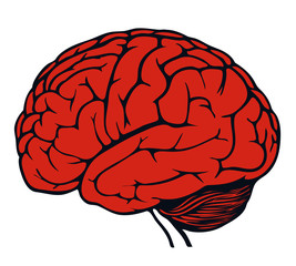 human brain