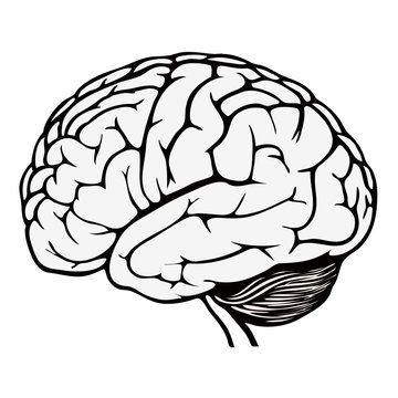model of human brain. vector illustration
