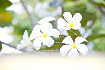 Fototapeta na wymiar Piękny biały kwiat w Tajlandii, Lan thom flower