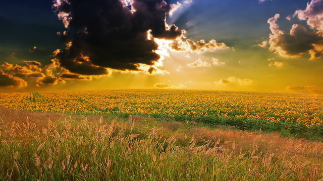 flowering sunflowers