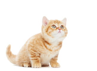 British Shorthair kitten cat isolated