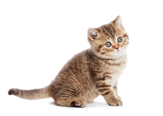 British Shorthair kitten cat isolated