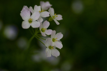 Obraz premium Zwiebel