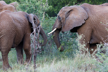 Troupeau d'Eléphants d'Afrique