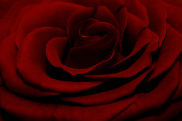 Rote Rose Liebe
