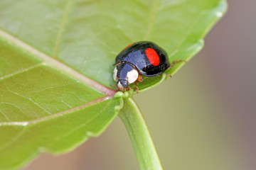 a kind of lady beetles