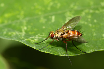 muscidae insects