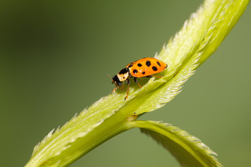 ladybug on green leaf