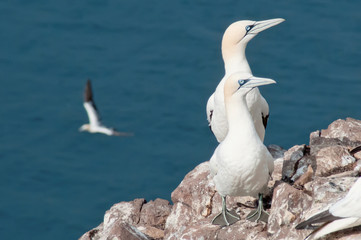 Beautiful northern gannets