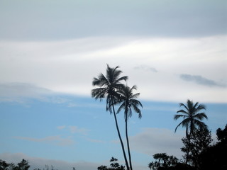 Obraz premium Palm trees against the sky.