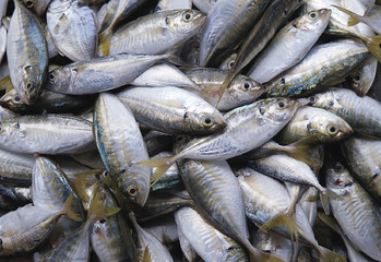 Mackerels fish arranges in the basket at the seafood market