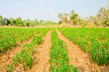 Fototapeta na wymiar maniok rośnie pole suszy na obszarach wiejskich