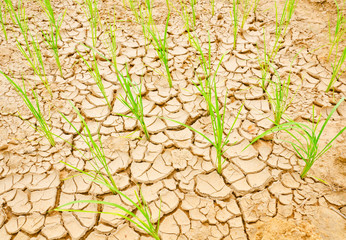 Rice growing on drought field