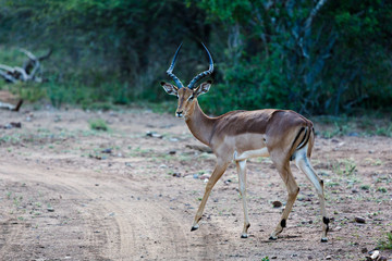 Springbok d'Afrique du Sud