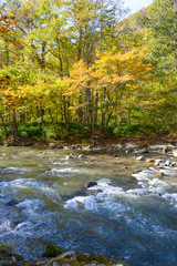Oirase Gorge in Aomori Pref.