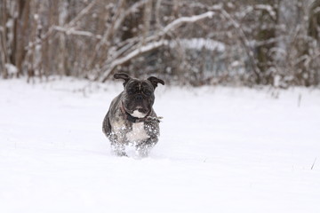 bulldogge im schnee