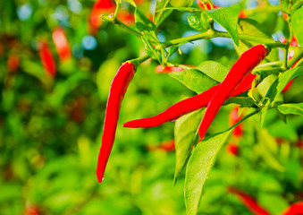 red chili peppers