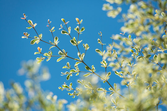 Bucida tree