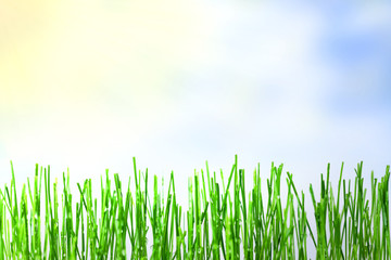 Grass with raindrops
