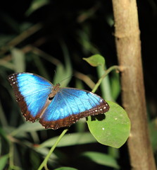 morphos bleu