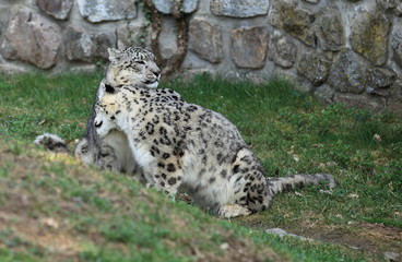 amour de panthères des neiges